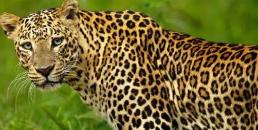 बिबट बिबट्या Leopard